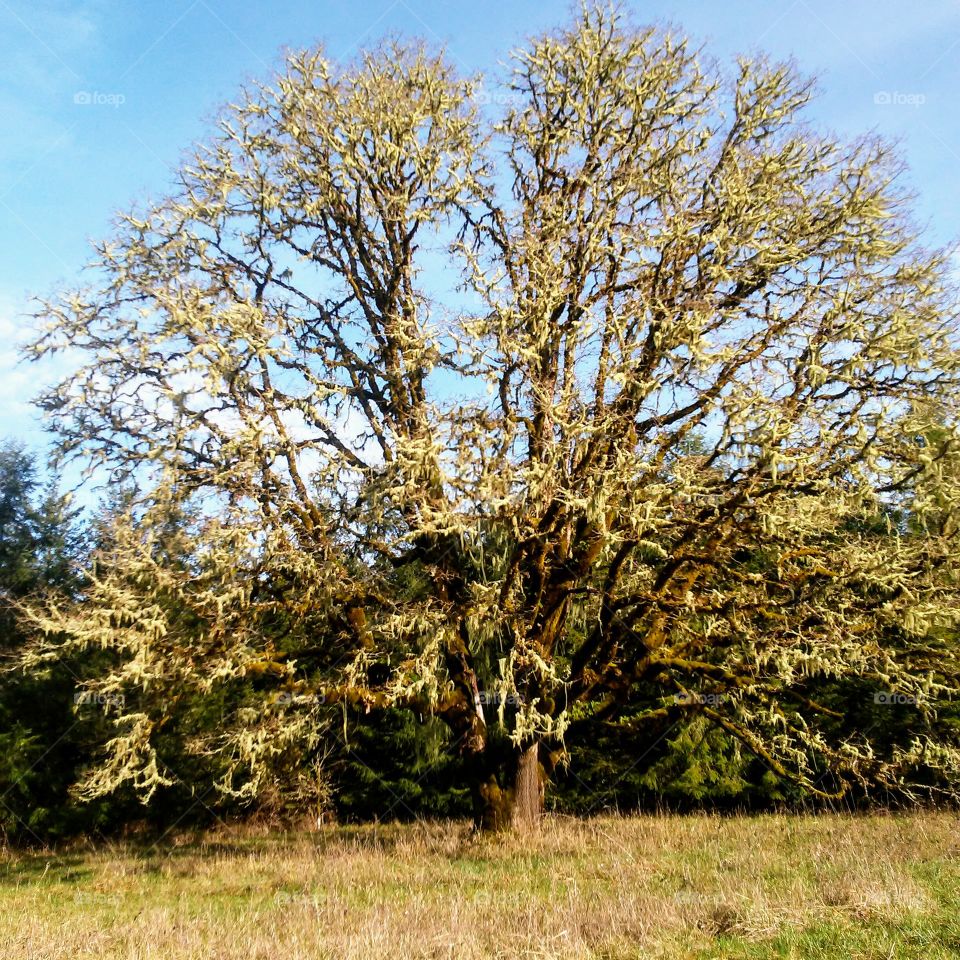 old growth oak tree