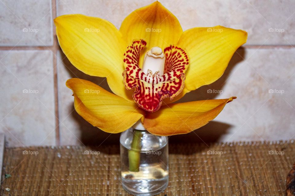 Yellow orchid