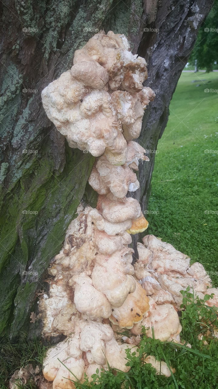 fungus