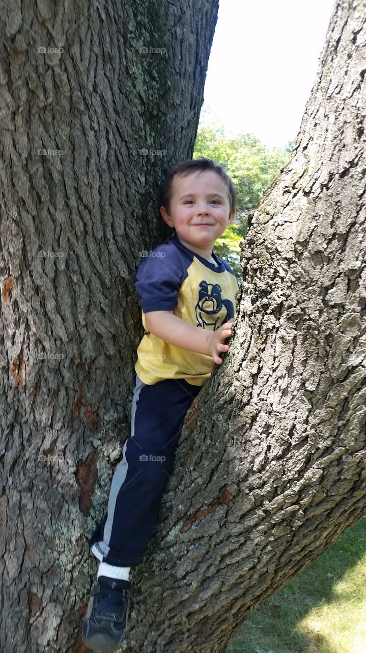 tree climber. bro loves to climb trees