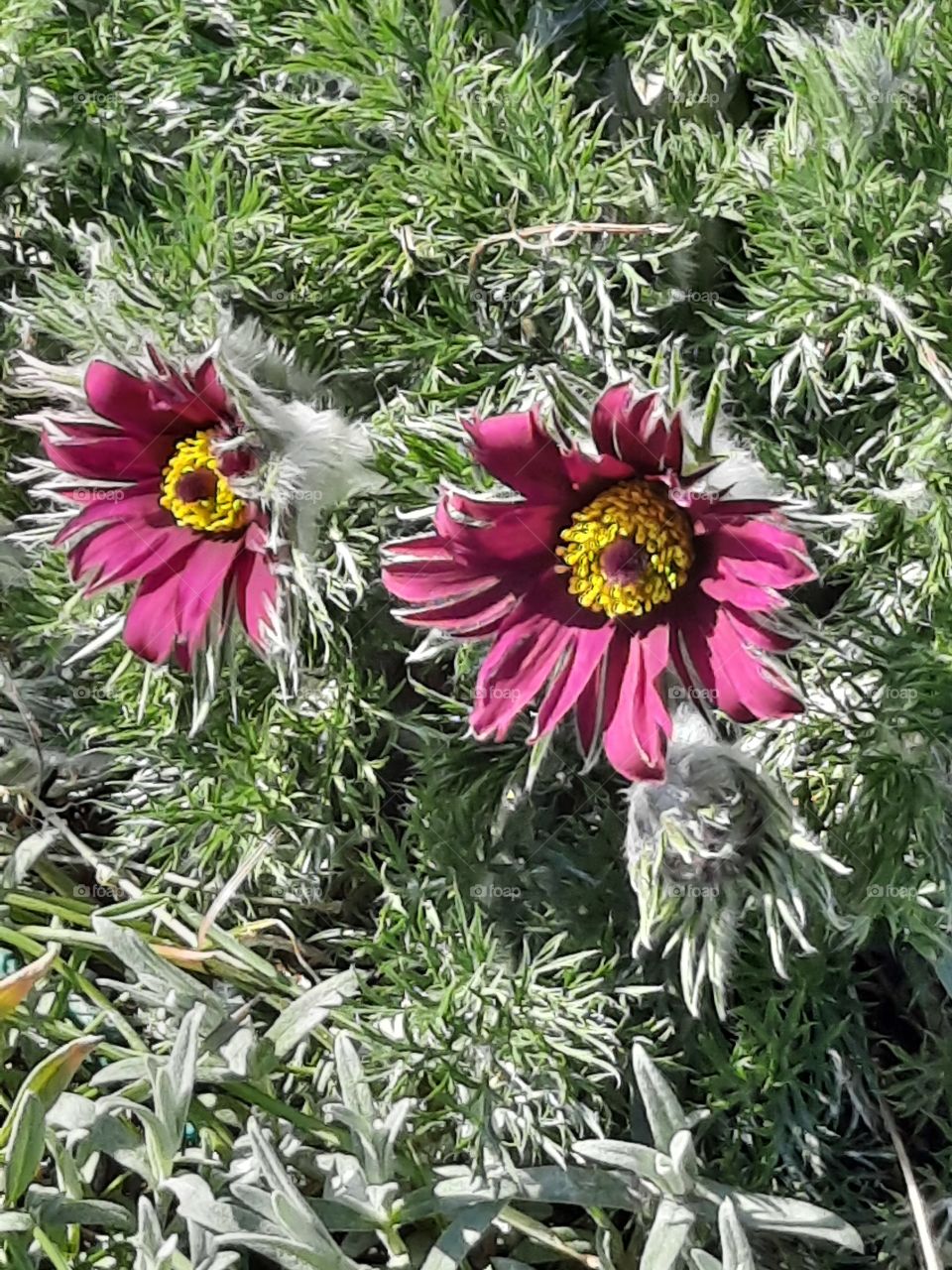 pink hairy pulsatilla flowers in sunshine