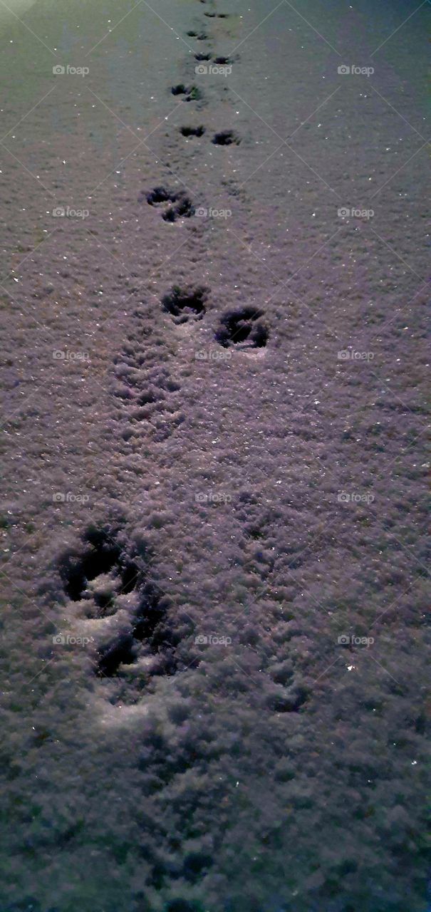 snow paws