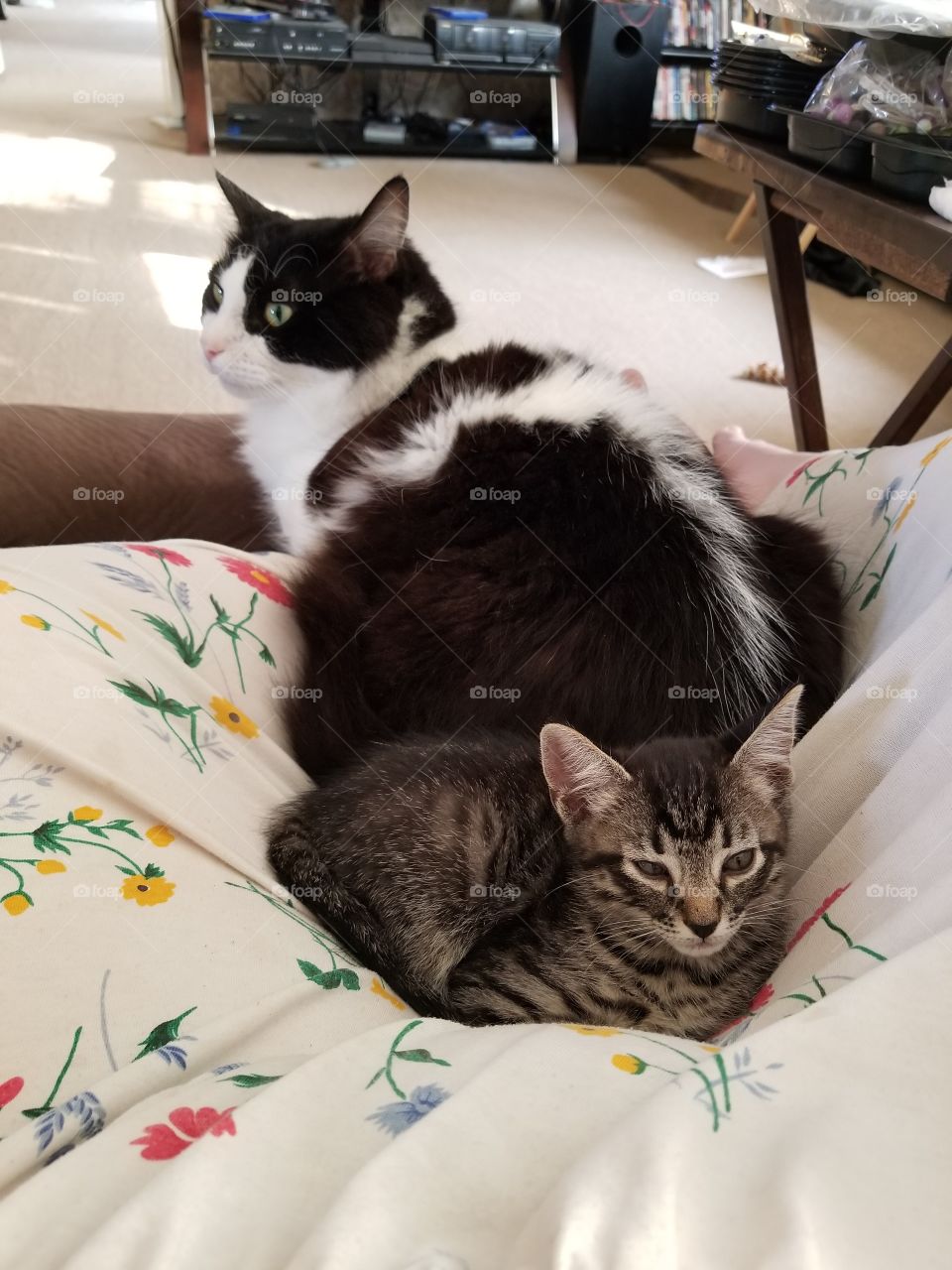 scar loves laying with the kitten