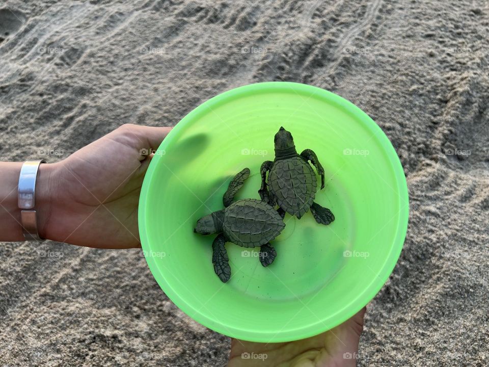 Tortugas pequeñas en liberación 