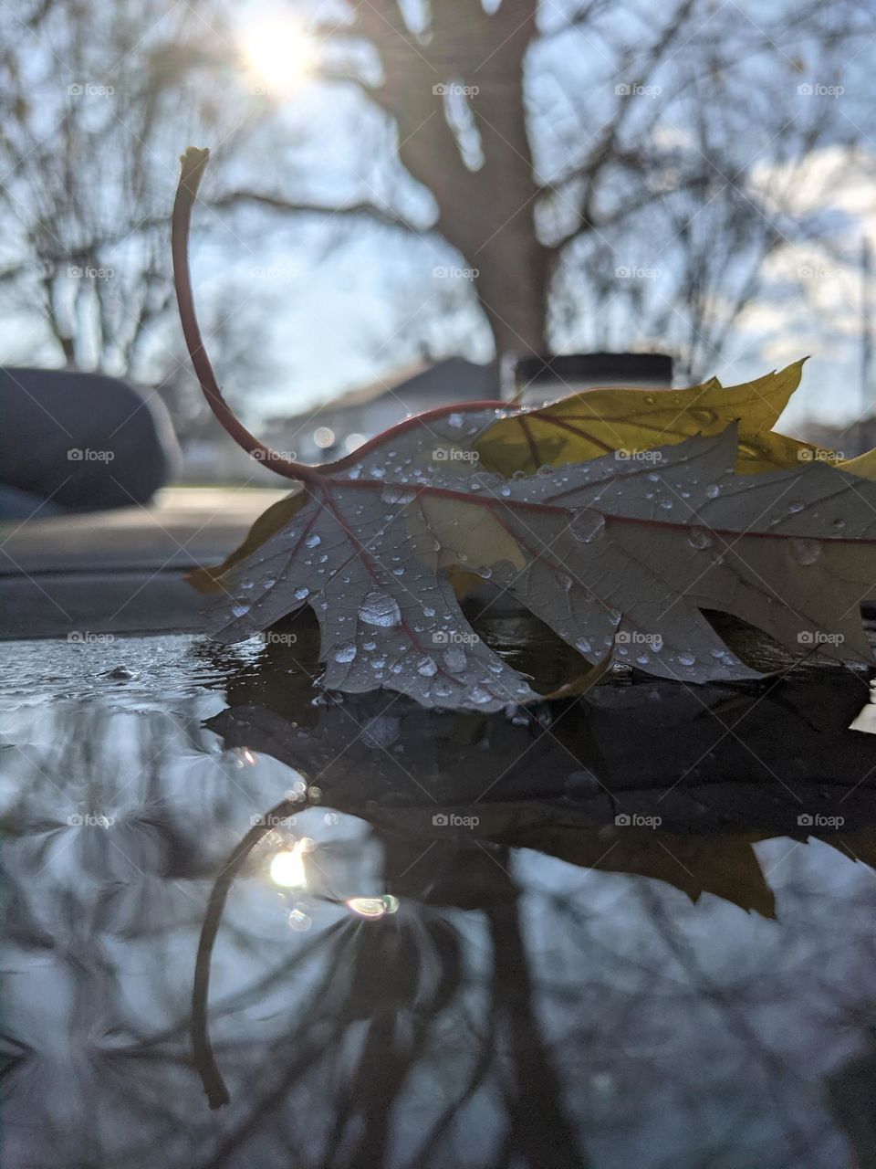 reflection rain on leaf
