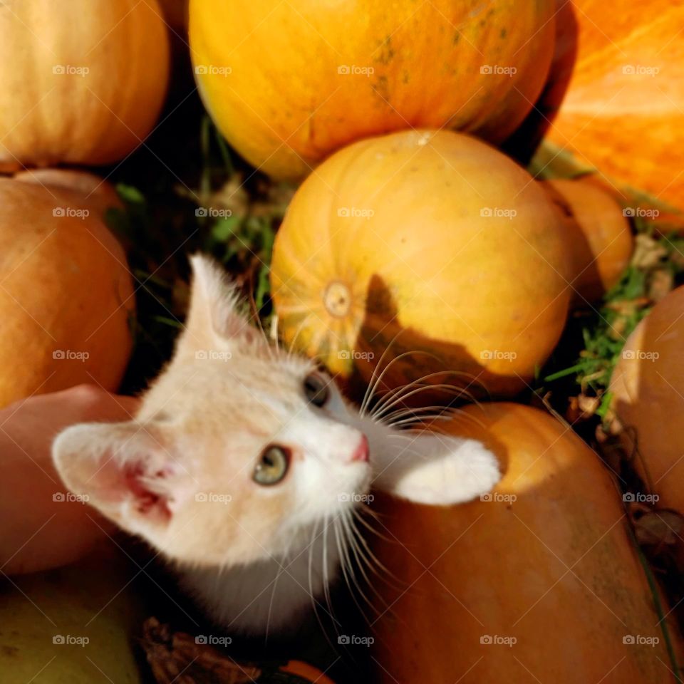 a cat near the pumpkins: sunny autumn day