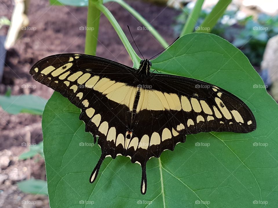 Wonderful butterfly on the leaf