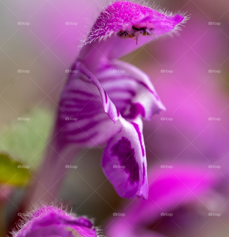 Lamium maculatum