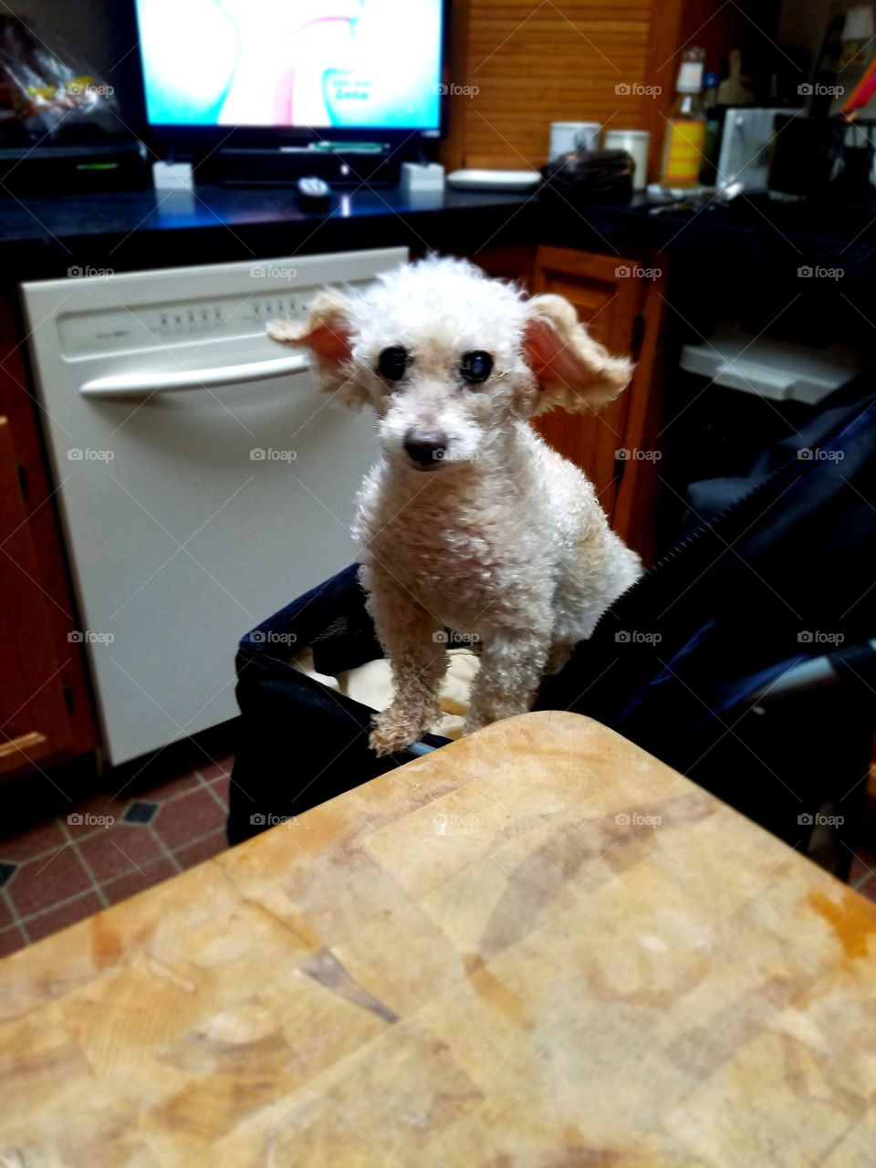 Dogs of the USA! Dog in carriage!