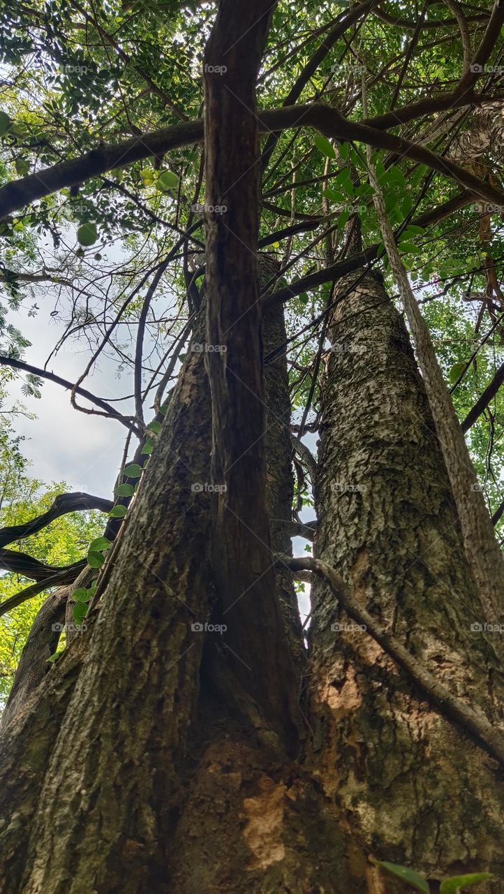 pohon besar di area goa