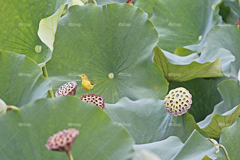 yellow bird, bird watching