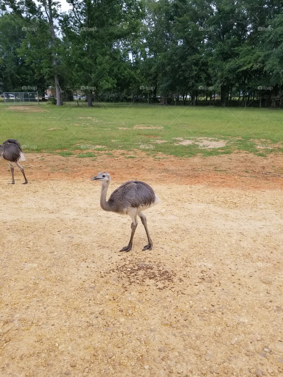 Long-legged baby ostrich