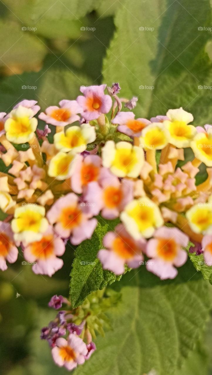 herbs are the most important thing that we should follow