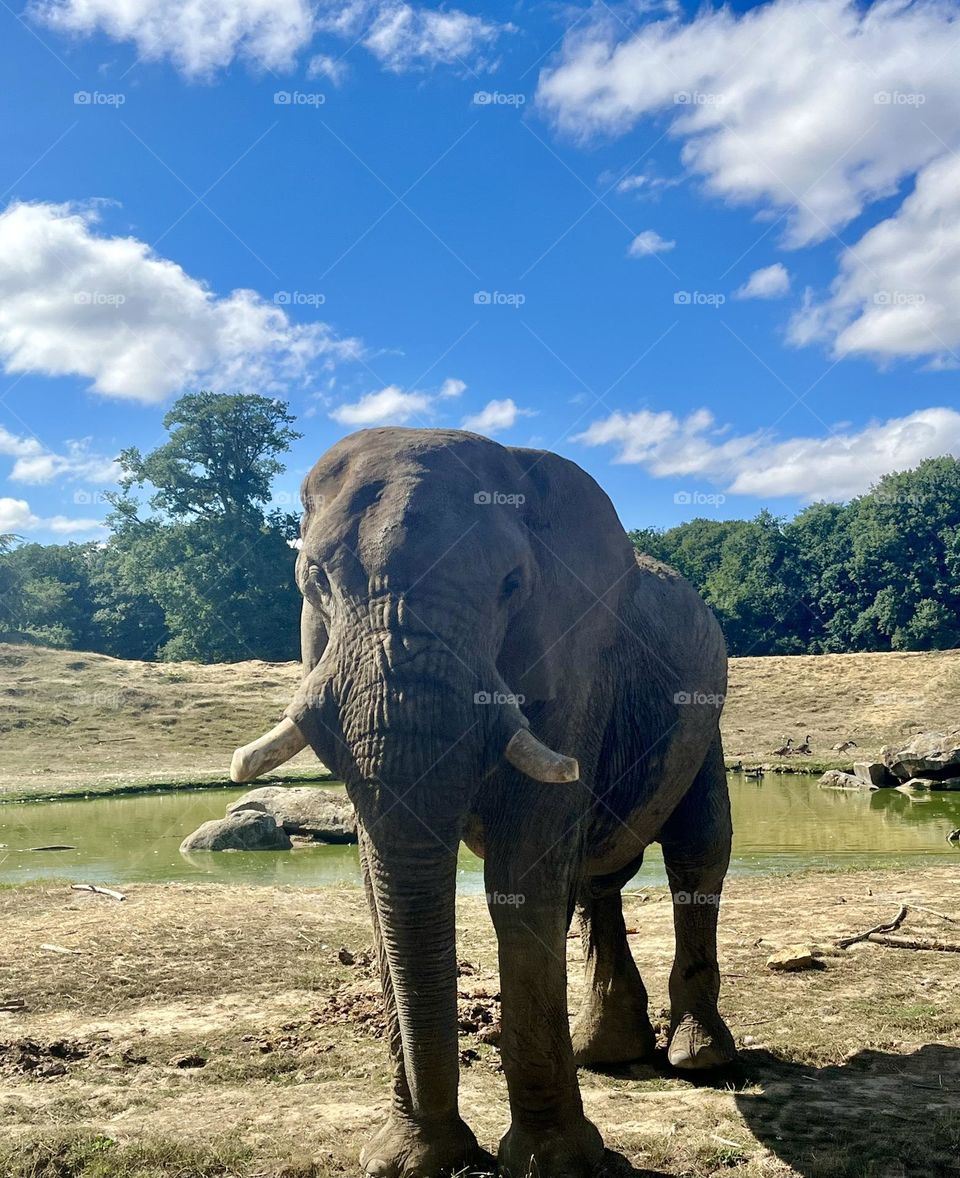 Animals are so beautiful. 🐘