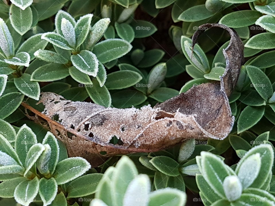 frosty autumn leaf