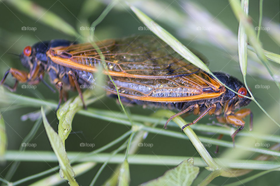 Two adult cicadas mating 