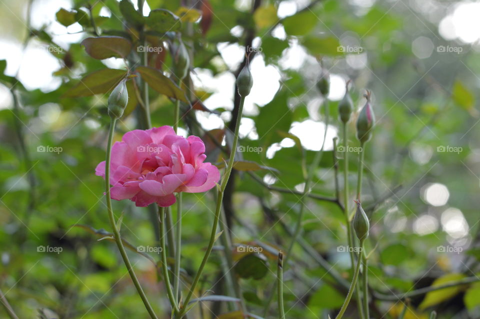 Pink rose,rose plant.