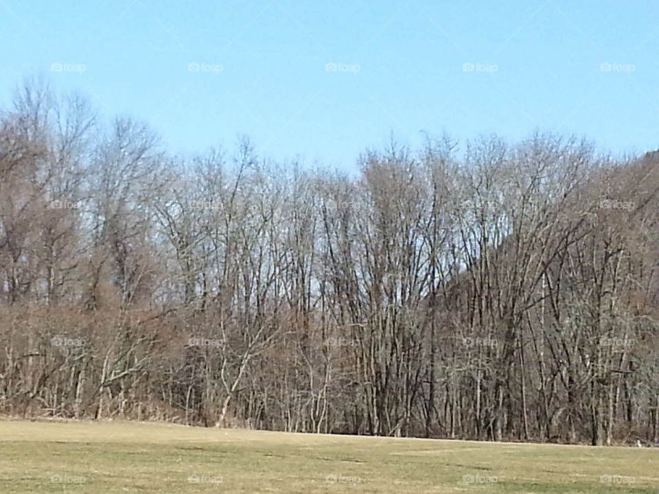 Nature. trees before the buds