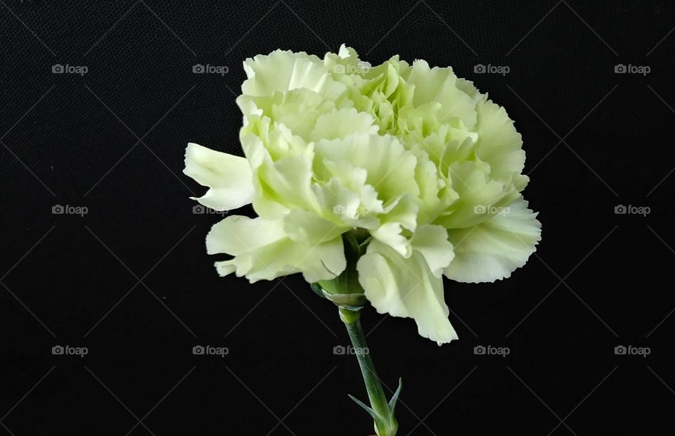 A fresh white carnation in full bloom.