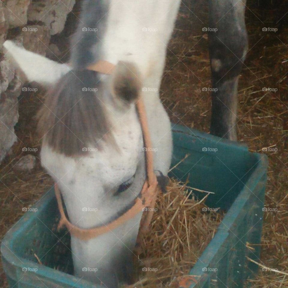 Beautiful horse eats grass