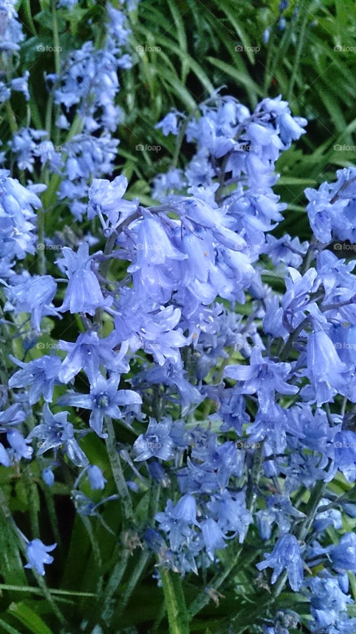 Blue flowers. Blue flowers. 
