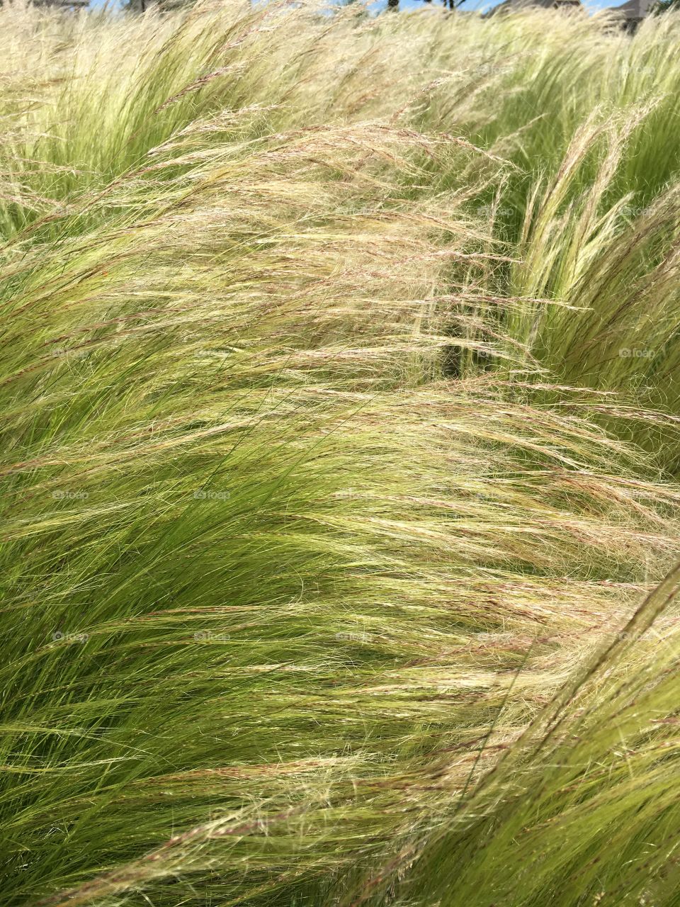 Prairie grasses