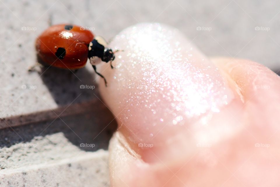 Ladybird close up