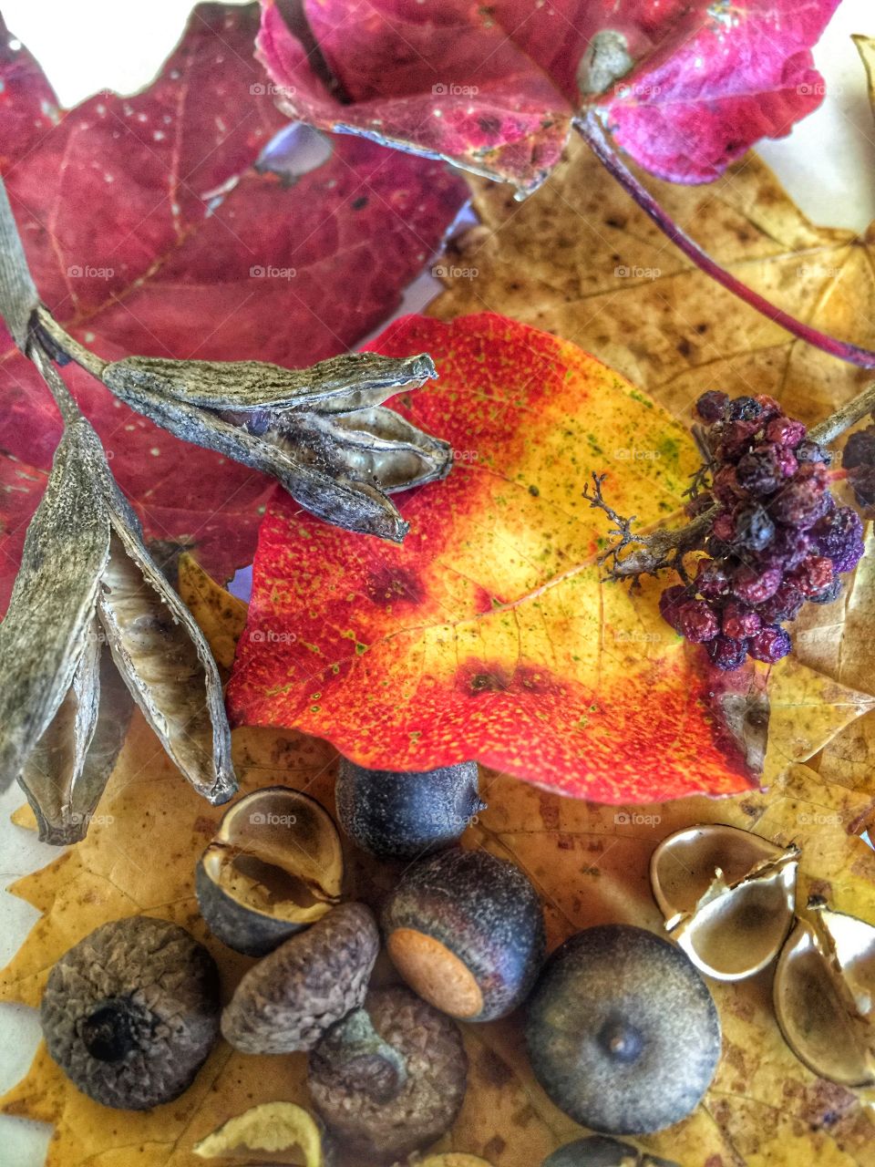 Autumn leaves, nuts and berries