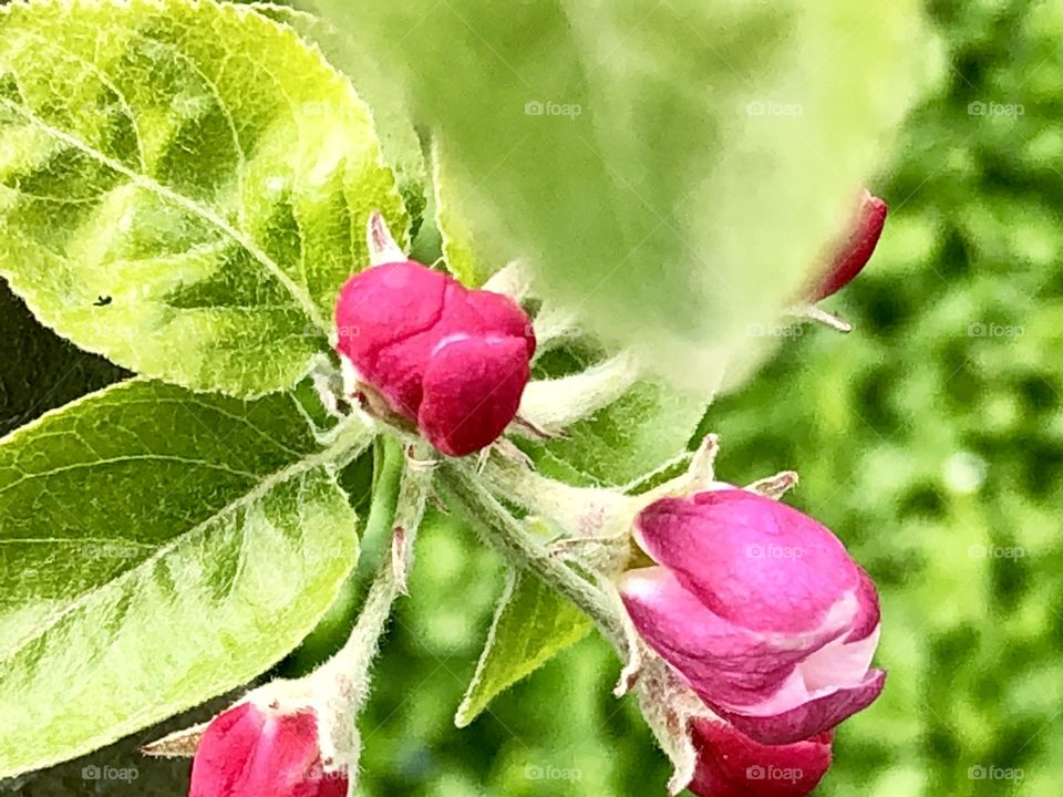 Apple flower, springtime