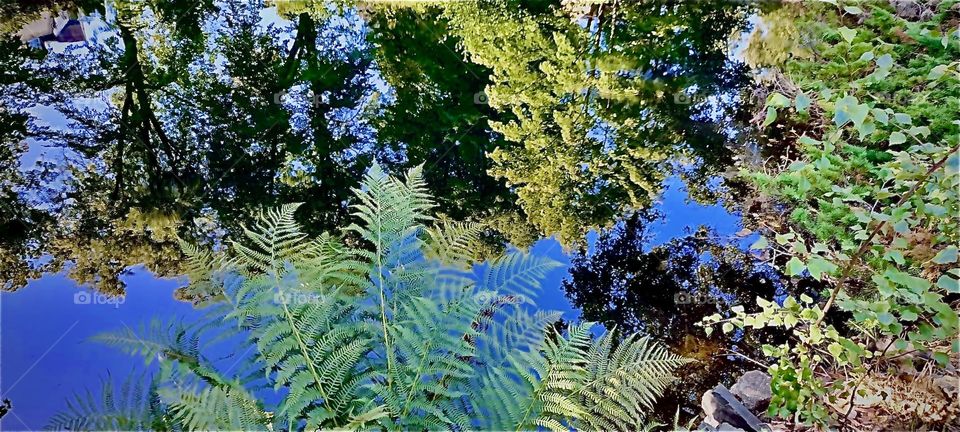 This beautiful impression of a body of water with overhanging vegetation, the blue sky and all else that is above mirrored in its still surface is really a rather soothing thing to contemplate. 2022. Hypnotic Productions