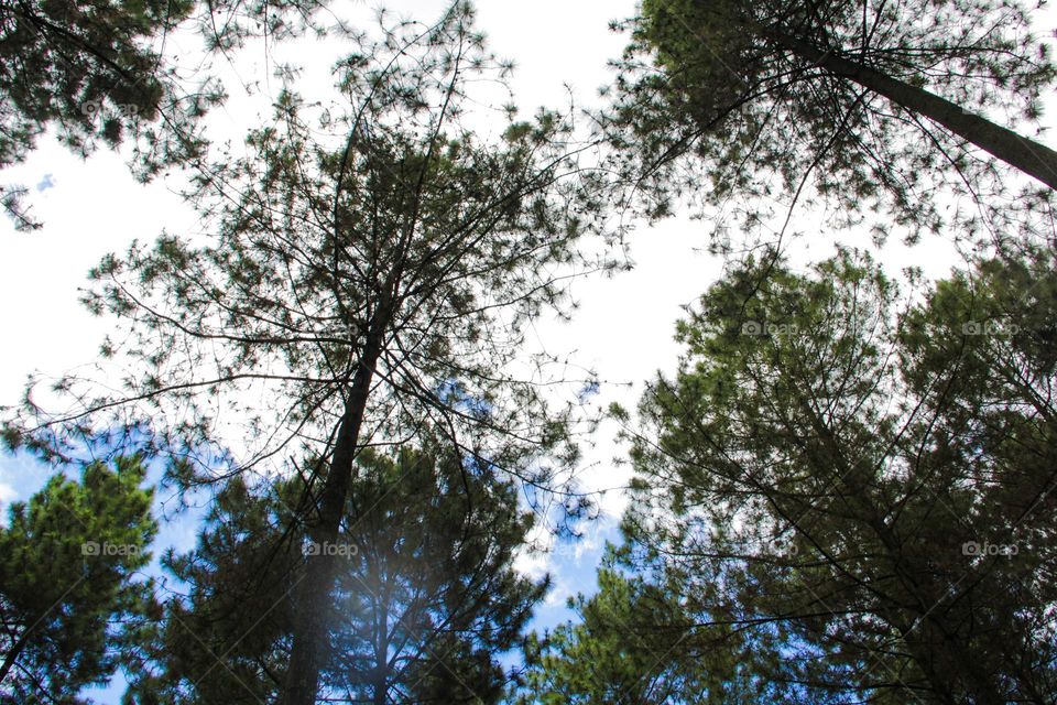 View of pine trees in a low angle portrait.