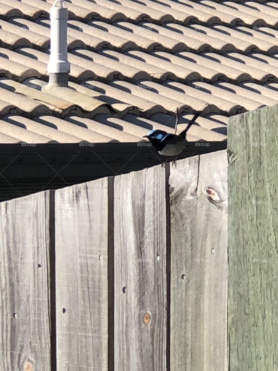 Bird On a fence