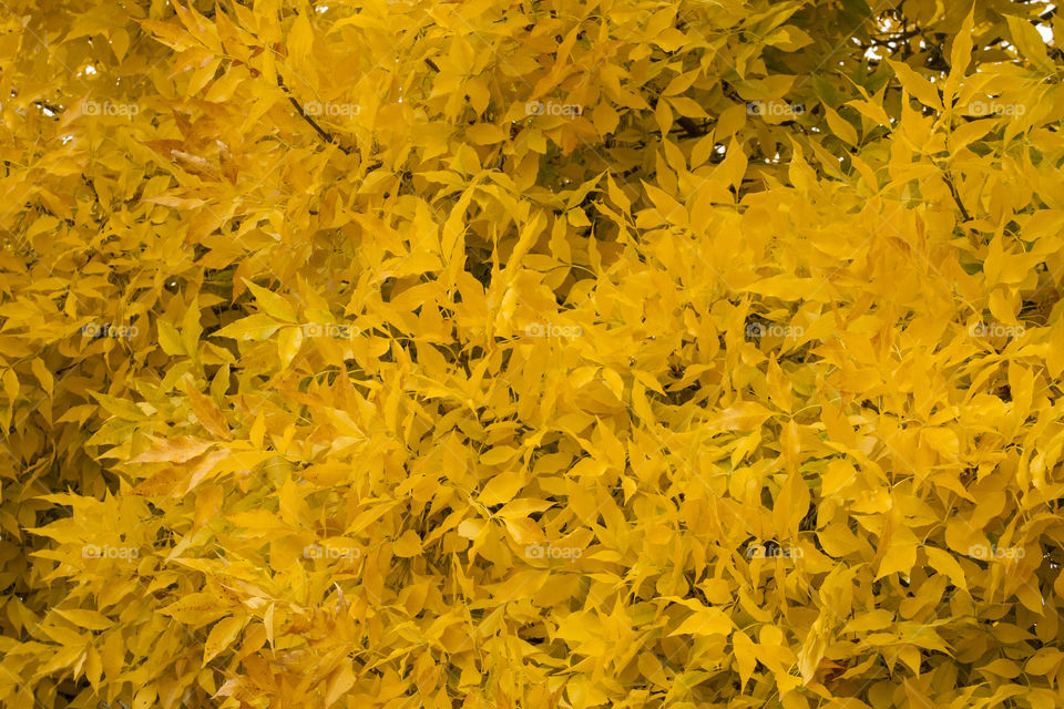 Yellow leaves 