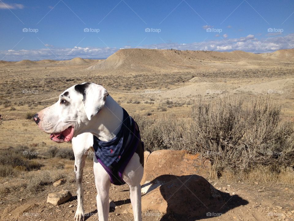 Fruita Desert, Colorado November 2016