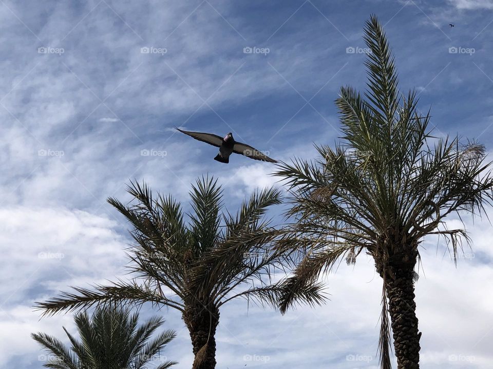 Beautiful pigeon flying over the palm trees