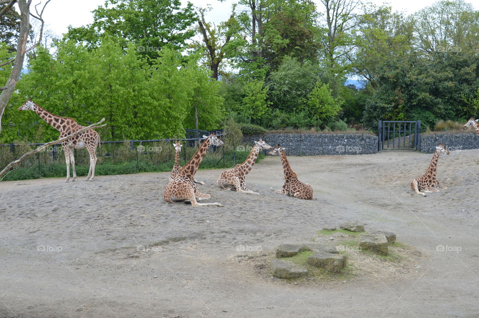 Dublin Zoo, Phoenix Park Ireland. Sunday 04th May 2014.