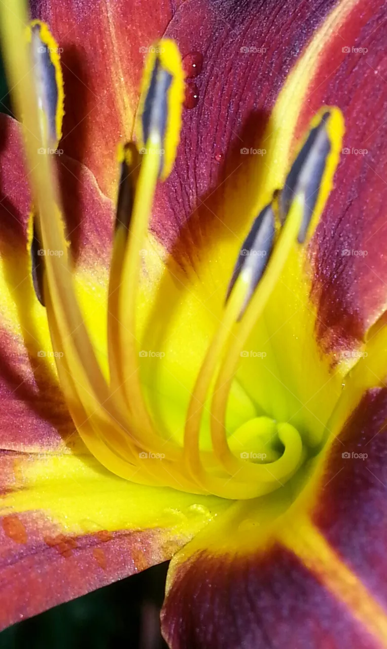 lily