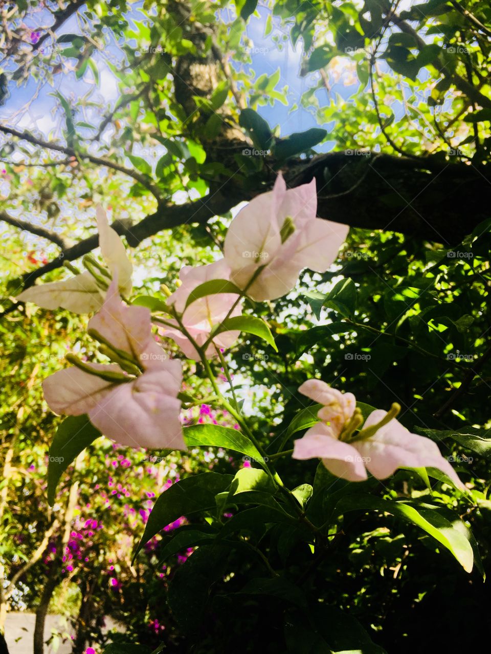 ‪Pausa para admirar e clicar as primaveras do nosso #jardim: as #pétalas dessa rósea-branca (ou seria alvi-rosa?) são belíssimas! 📷 ‬
‪#Fotografia é nosso #hobby!‬
‪#flores #natureza #paisagem ‬