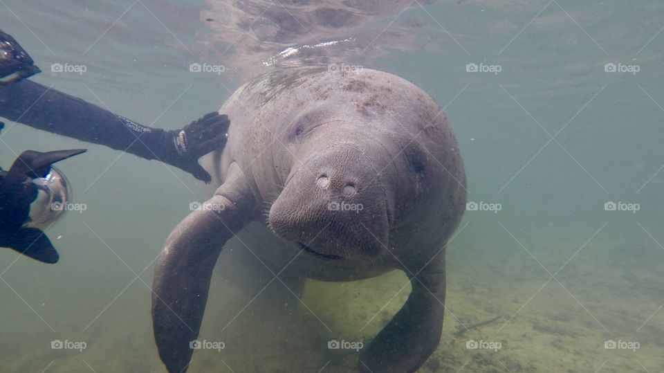 Biggest cuddle bug of the Florida waters. The manatee. Friendliest creatures you’ll ever meet. 