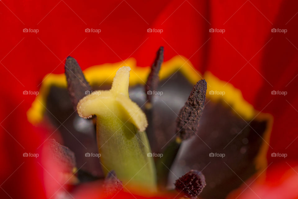 inside of tulip flower, flower macro world