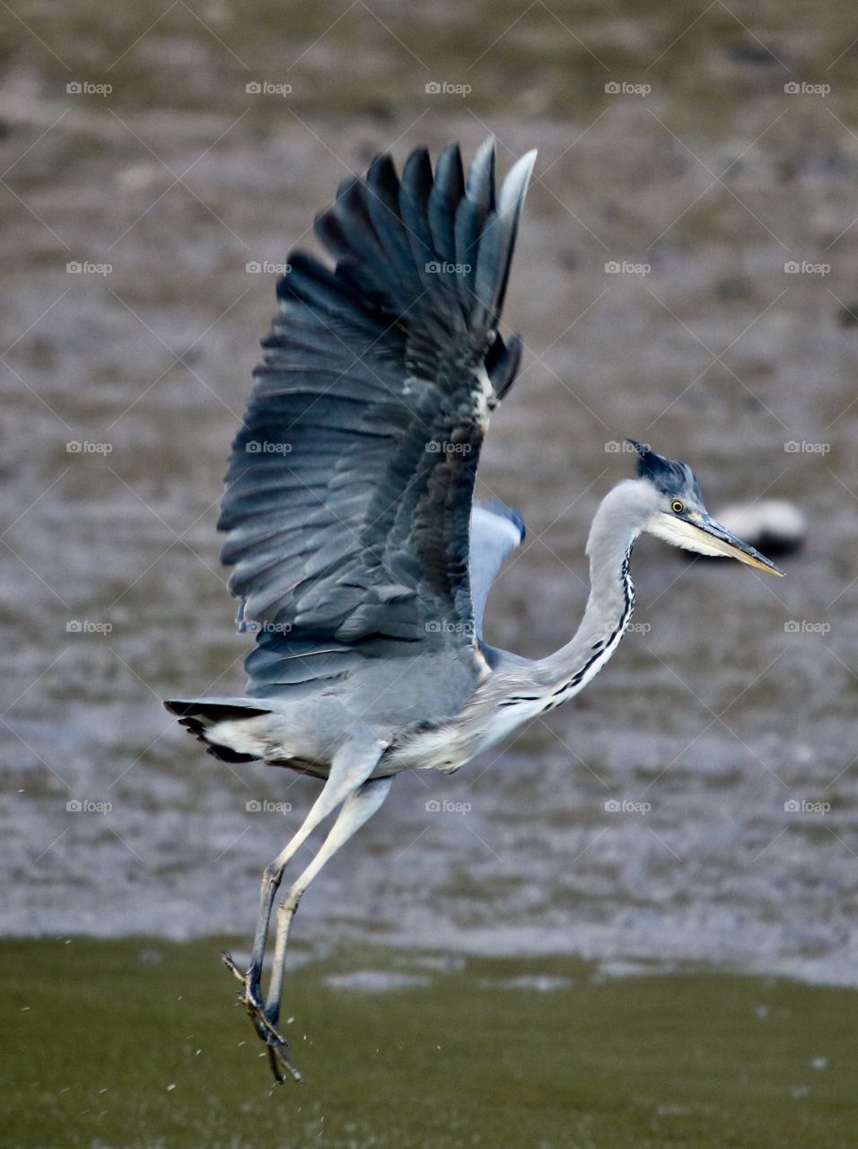 gray heron in flight
