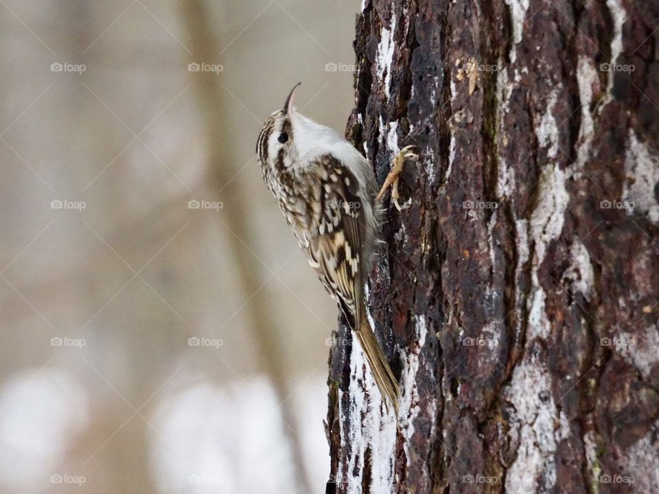 Treecreeper