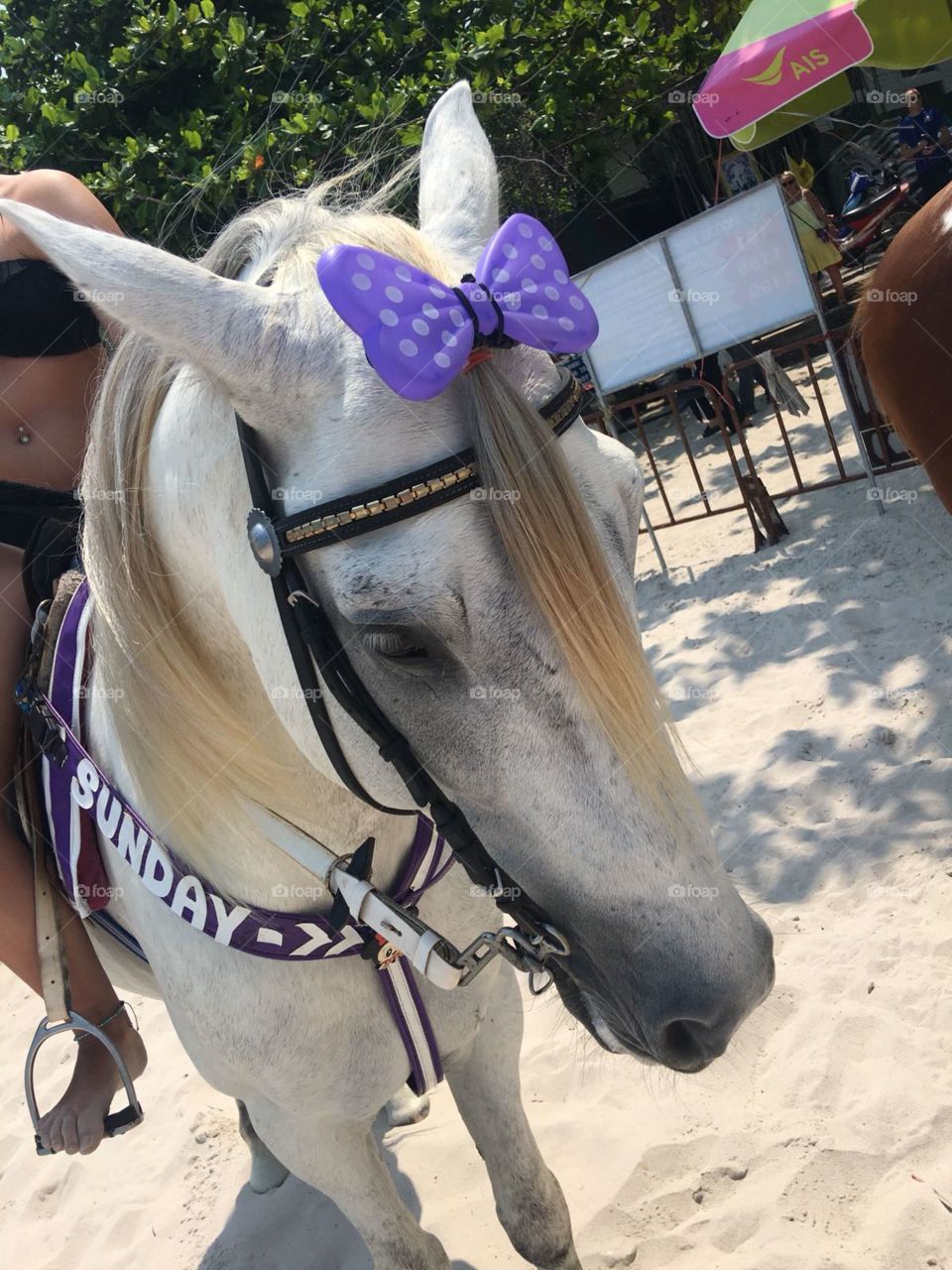 Horse at the beach