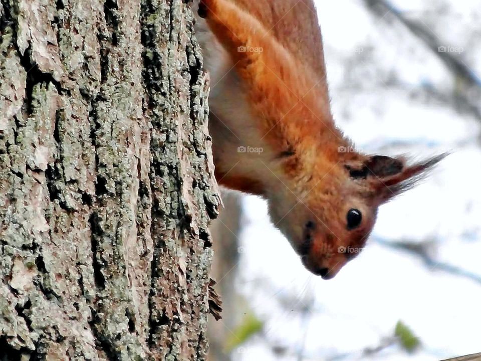 Squirrel Close-up