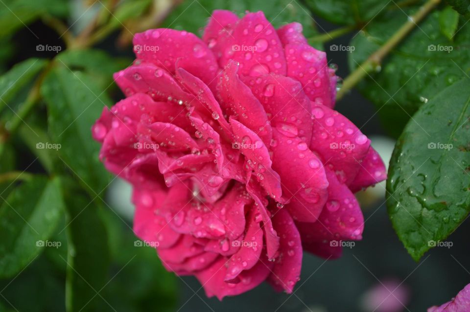 beautiful thousand kinds of roses bloom in summer. Here is close photo of a pink rose with water drops after the rain. The flower after the rain is a little disheveled and the petals are strongly opened, but this does not make it less attractive.