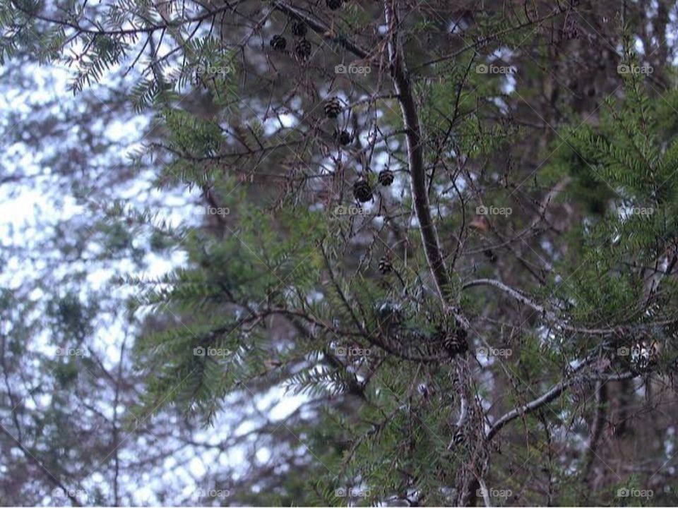 small pinecones on a tree