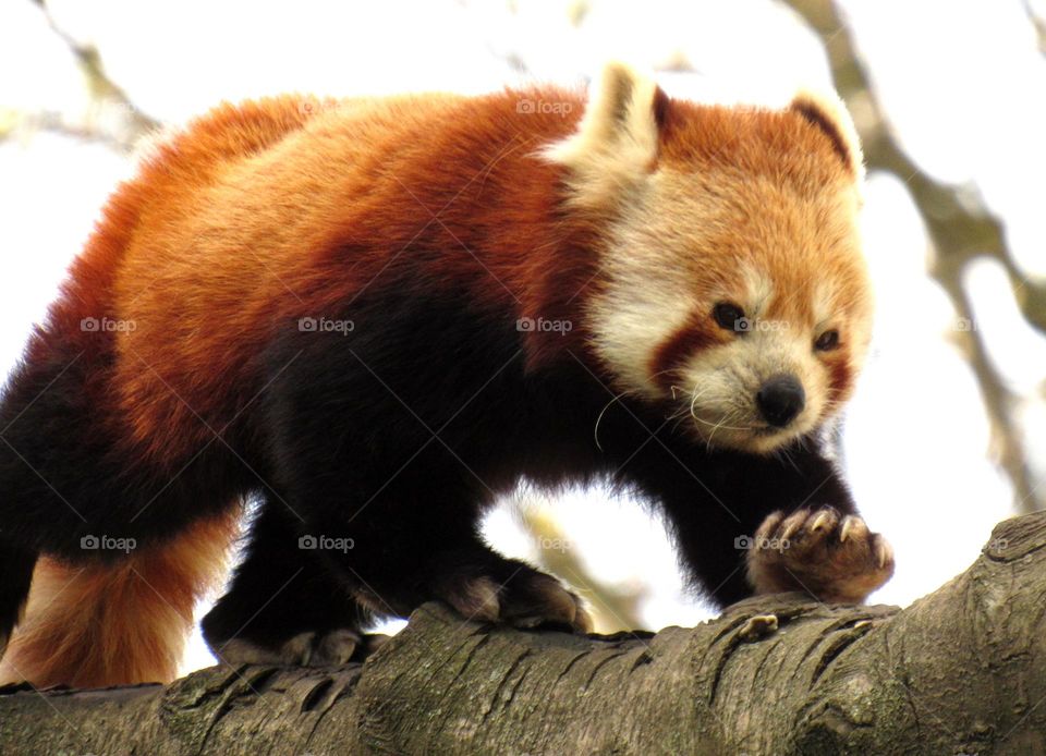 ginger panda