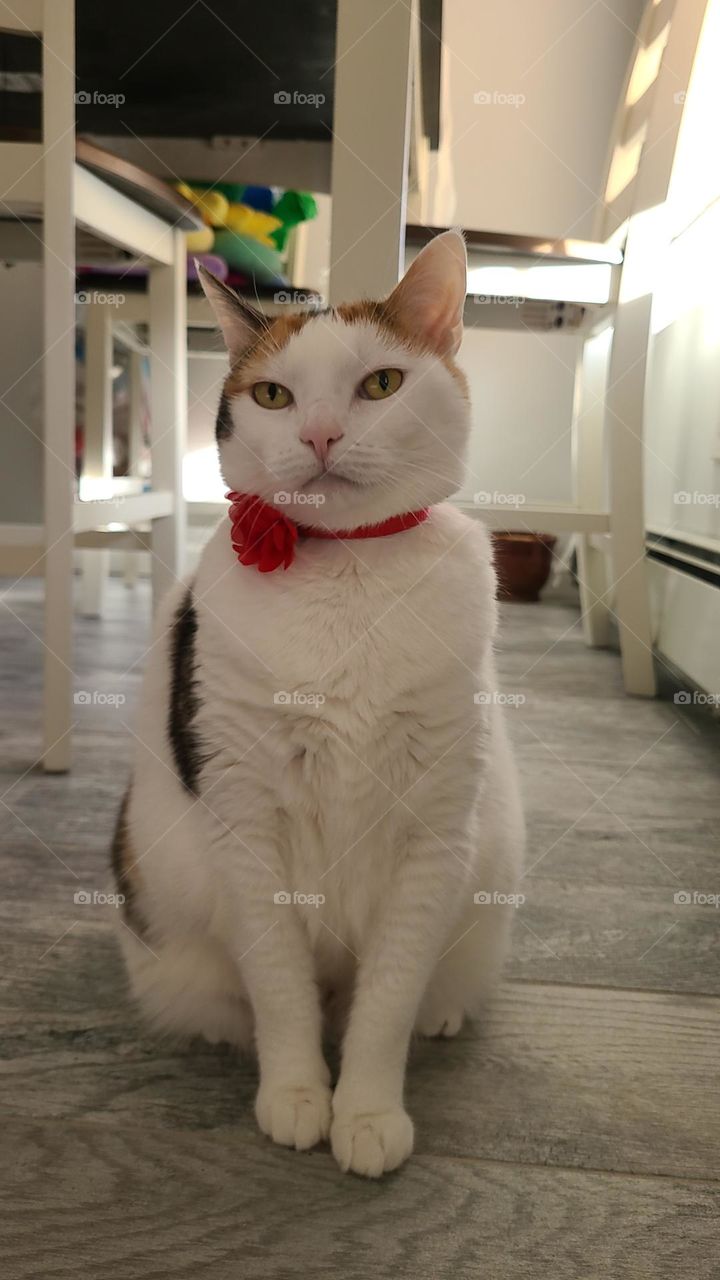 Floral red collar on calico cat.