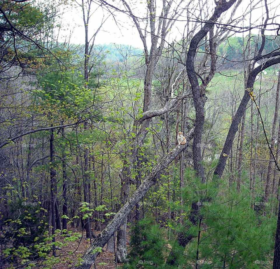 cat up a tree