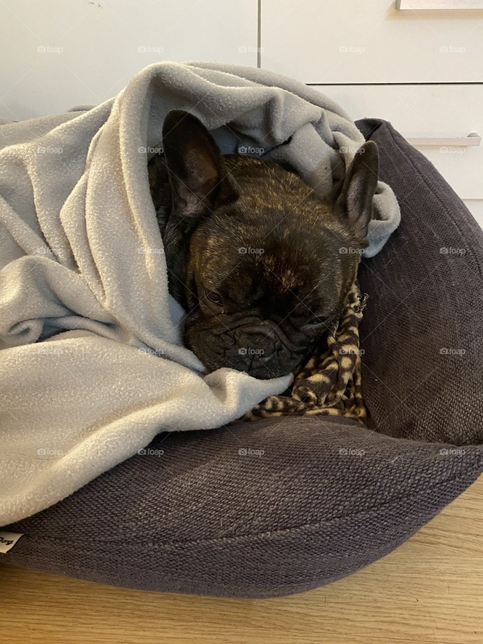 French Bulldog sleeping in a blanket 😂